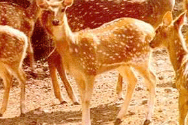 Cheetal, Simbalbara Sanctuary