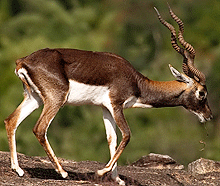 Blackbuck, Velavadar National Park