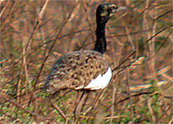 Velavadar National Park, Gujarat