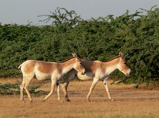 Indian Wild Ass Wildlife Sanctuary, Gujarat