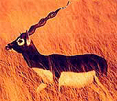 Blackbuck, Indian Wild Ass Wildlife Sanctuary