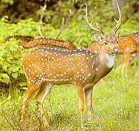 Velavadar National Park, Gujarat