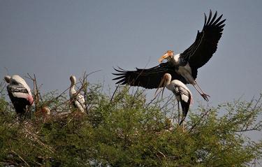 Bharatpur Bird Sanctuary