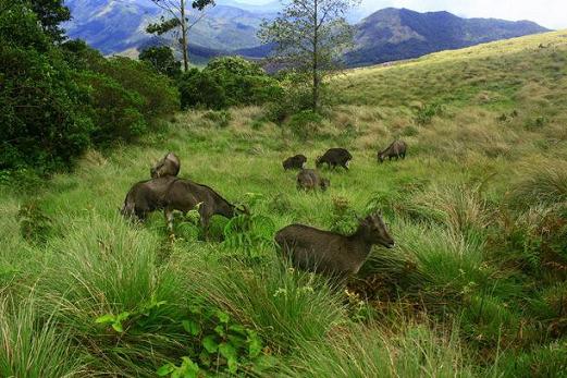 Eravikulam National Park