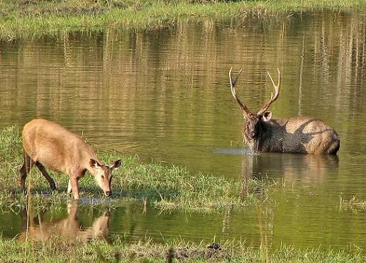 Kanha Nationalpark