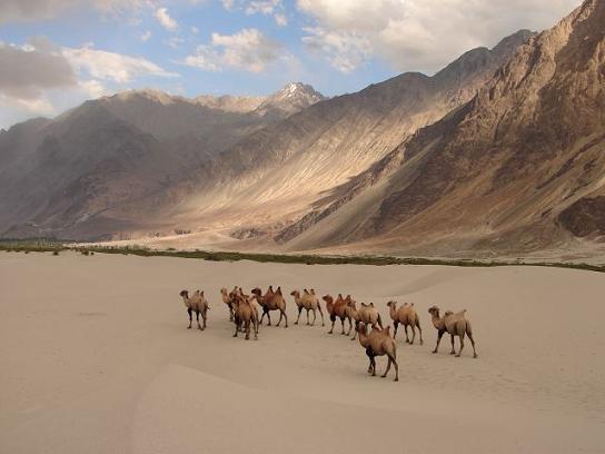 Nubra Valley