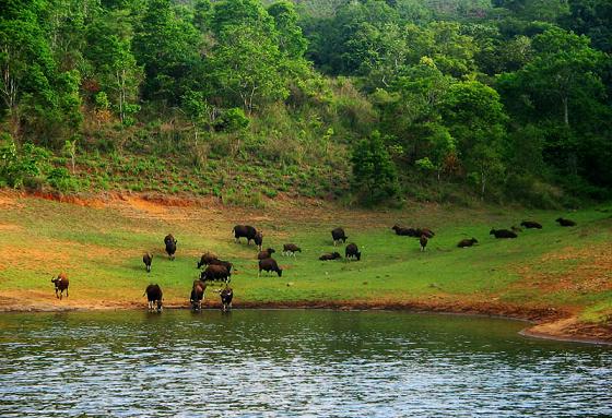 Periyar Wildlife Sanctuary