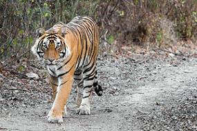 Ranthambore National Park