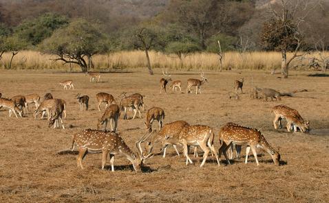 Sariska National Park