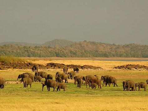 Udawalawe National Park