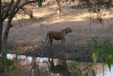 tiger ranthambore