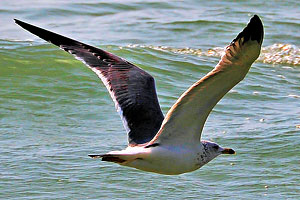 Goa Birds, Birds in Goa