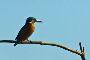 Salim Ali Bird Sanctuary Goa