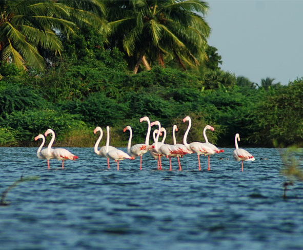 Kumarakom Bird Sanctuary, Kumarakom