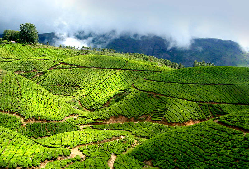 Tea Garden, Munnar