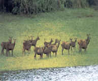 Wildlife in Periyar National Park