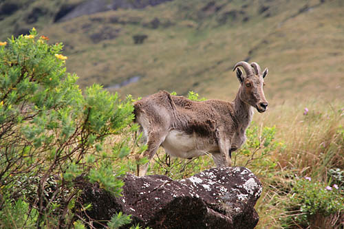 Periyar National Park, Thekkady