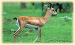 Chinkara in Kanha National Park