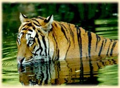 Tiger in Corbett National Park