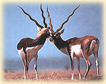 Kanha National Park