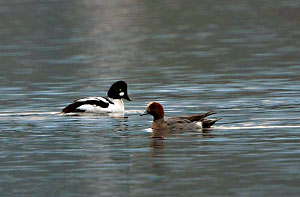 Assan Barrage Bird Sanctuary India