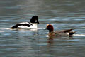 Assan Barrage Bird Sanctuary