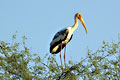 Bharatpur Bird Sanctuary