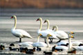 Chilka Lake Bird Sanctuary