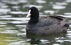 Coot, India