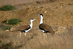 Desert National Park Rajasthan India