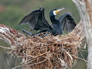 Great Cormorant, Periyar, India