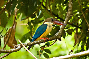 Kumarakom Bird Sanctuary Kerala India