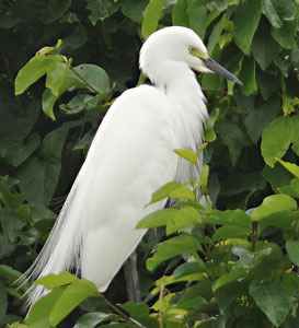 Little Egret, Ranganathittu Bird Sanctuary, India