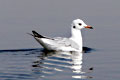 Nalsarovar Bird Sanctuary