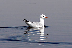 Nalsarovar Bird Sanctuary Gujarat India