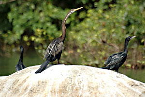 Parambikulam Wildlife and Bird Sanctuary India