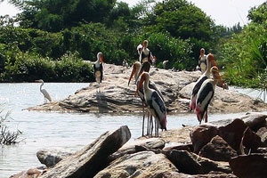 Ranganathittu Bird Sanctuary Karnataka India