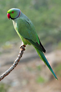 Rose-Ringed Parakeet, India