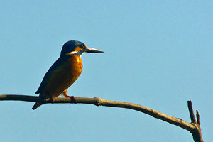 Salim Ali Bird Sanctuary Goa India
