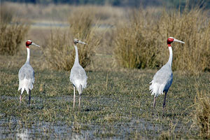 Sarus Crane, Sultanpur Bird Sanctuary, India