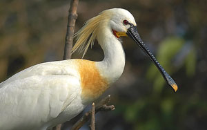 Spoonbill, Ranganathittu Bird Sanctuary, India