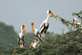 Sultanpur Bird Sanctuary