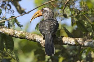 Thattekkad Bird Sanctuary Kerala India