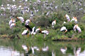 Vedanthangal Bird Sanctuary 