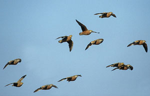 Velavadar National Park India