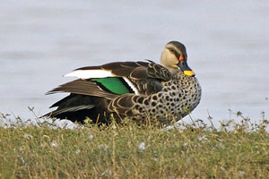 Indian Wild Ass Wildlife and Bird Sanctuary India