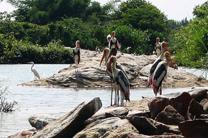 Ranganathittu Bird Sanctuary Karnataka India