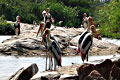 Ranganathittu Bird Sanctuary