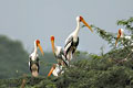 Sultanpur Bird Sanctuary