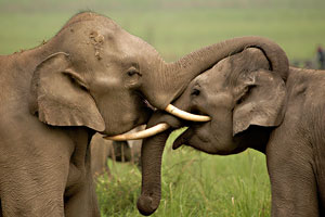 Corbett National Park Uttaranchal